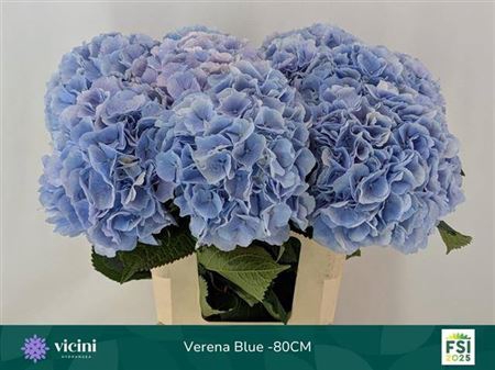 <h4>Hydr M Ch Verena Bl</h4>
