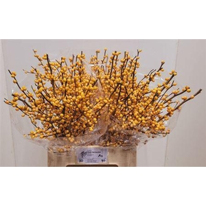 Ilex Ve Golden Verboom