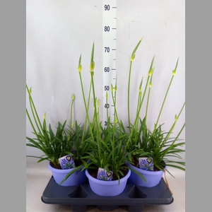 Agapanthus  'Crystal Line'