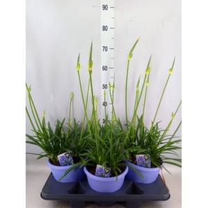 Agapanthus  'Crystal Line'