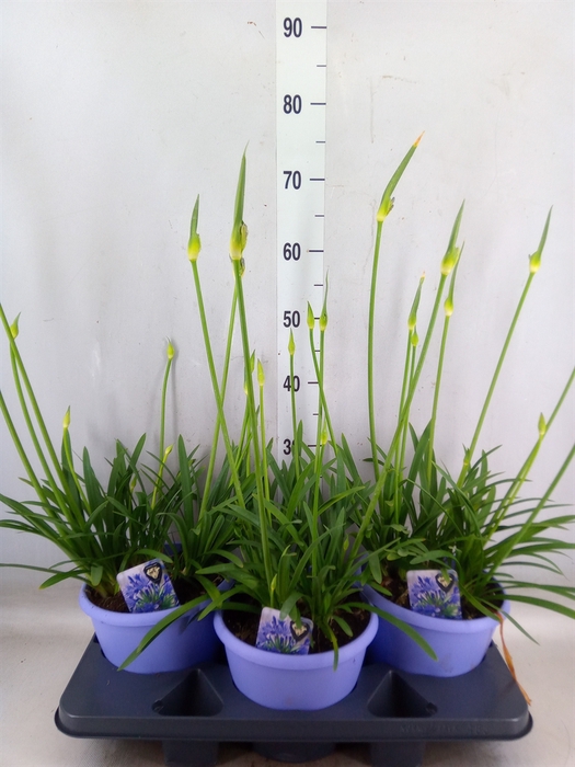 <h4>Agapanthus  'Crystal Line'</h4>