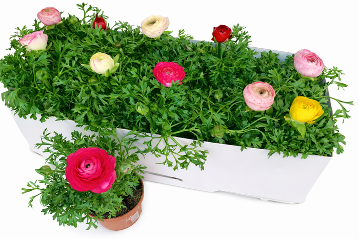 <h4>RANUN SPRINK GEM</h4>