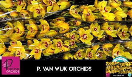 <h4>Cymb T Rijsenhout</h4>