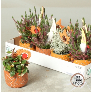 ARR TUINPLANTEN