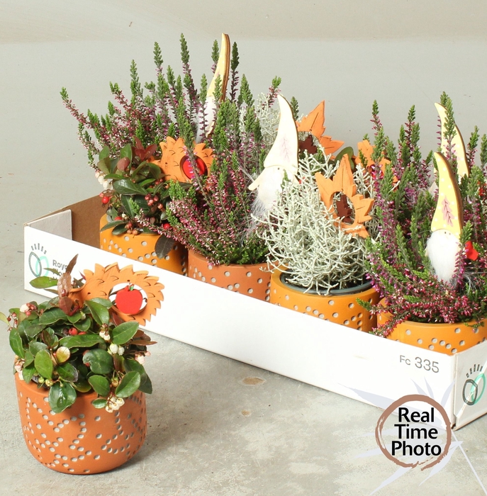 <h4>ARR TUINPLANTEN</h4>