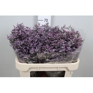 Lim Saf Lilac