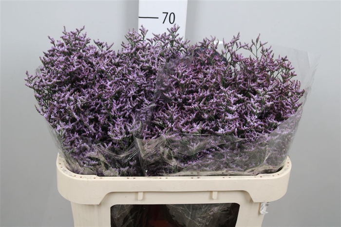 <h4>Lim Saf Lilac</h4>