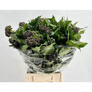 Hedera Black Berries