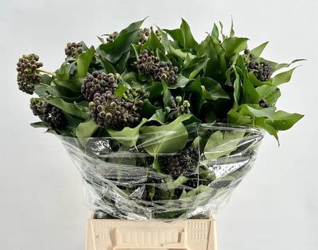 <h4>Hedera Black Berries</h4>