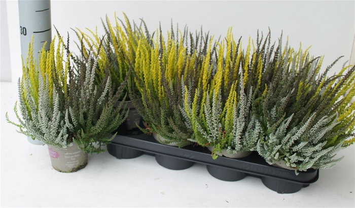 <h4>Callu Gg Trio Gi Gem P12</h4>