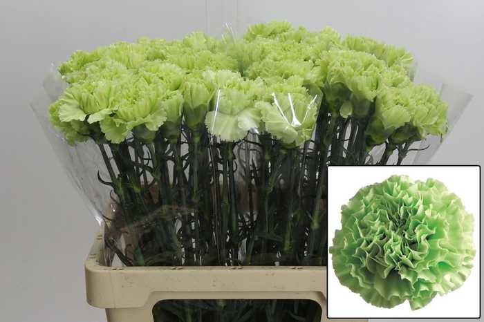 <h4>DI ST LADY MOE</h4>