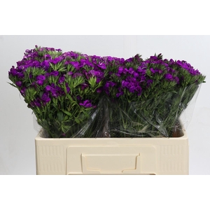 Dianthus Br Amazon Neon Purple