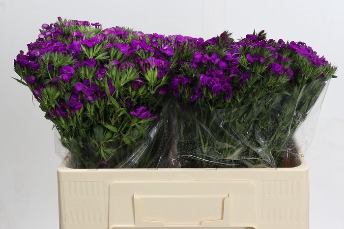 <h4>Dianthus Br Amazon Neon Purple</h4>