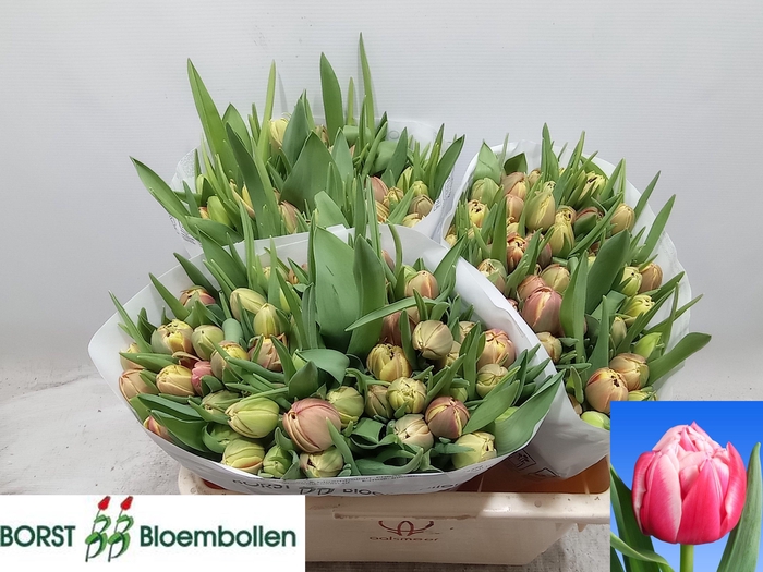 <h4>TU DU COLUMBUS</h4>