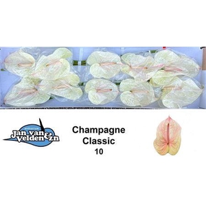 ANTH A CHAMPAGNE CLASSIC X10