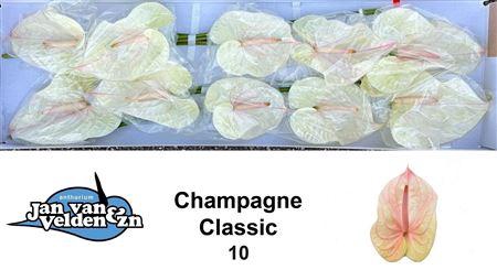 <h4>ANTH A CHAMPAGNE CLASSIC X10</h4>