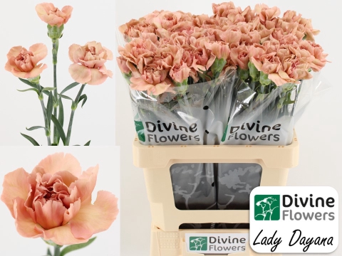 <h4>Di St Lady Dayana Divine</h4>