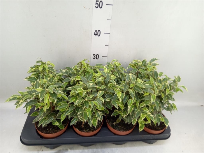 <h4>Ficus benja. 'Kinky'</h4>