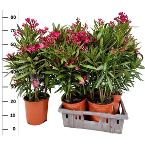 NERI OLEANDER