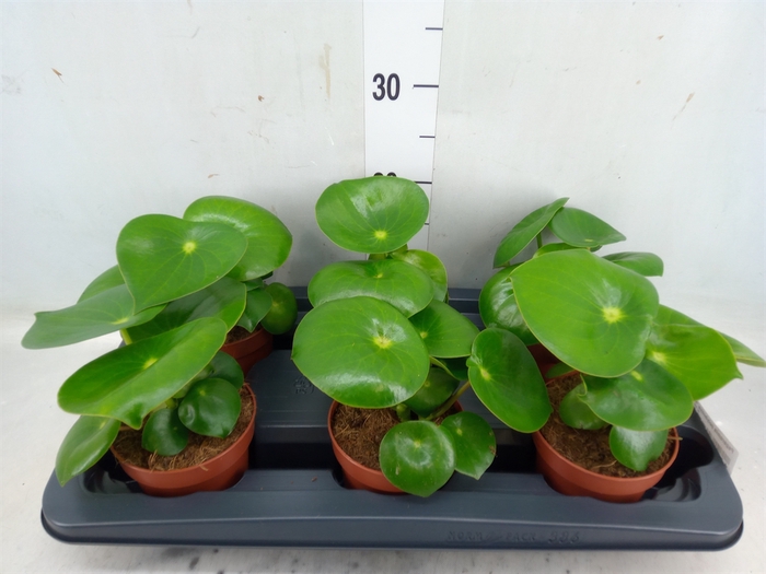 <h4>Peperomia polybotrya 'Raindrop'</h4>