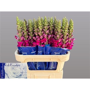 Antirrhinum Toulon Purple