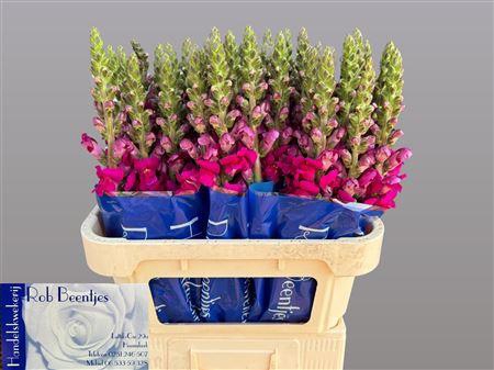<h4>Antirrhinum Toulon Purple</h4>