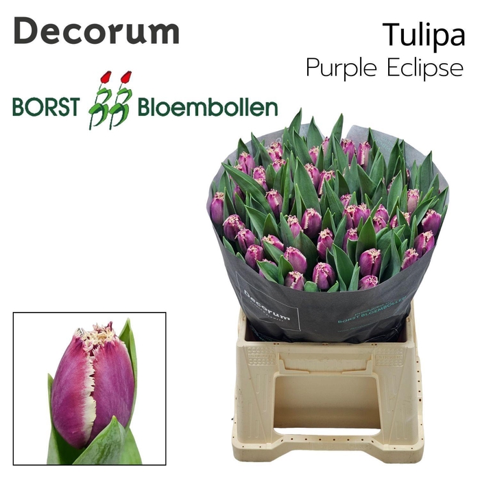 <h4>TU FR Purple Eclipse</h4>