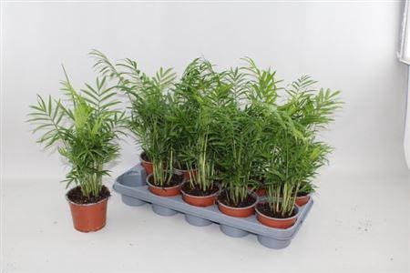 <h4>Chamaed Elegans</h4>