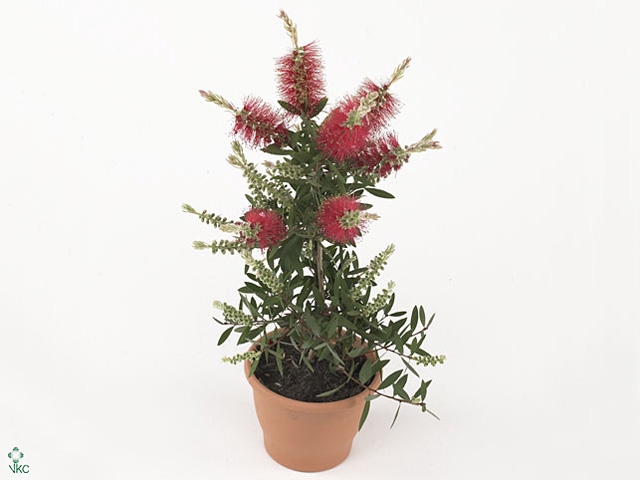 CALLISTEMON SPECIOSU