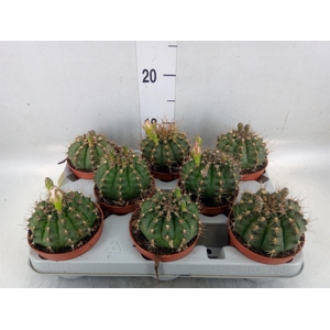 Gymnocalycium mihanov.   ...