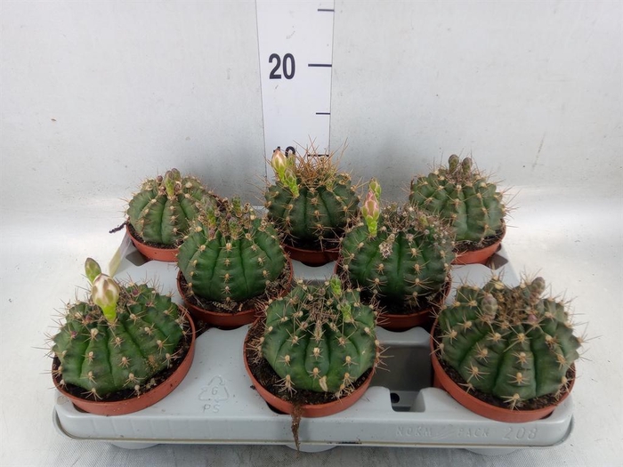 <h4>Gymnocalycium mihanov.   ...</h4>