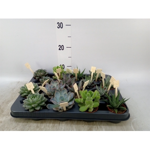 Succulents   ...mix 4