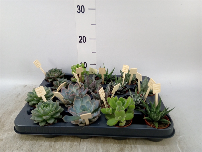 <h4>Succulents   ...mix 4</h4>