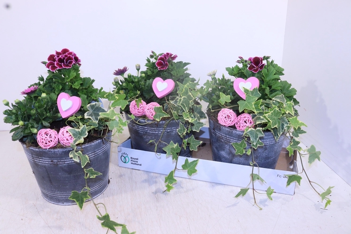 <h4>ARR TUINPLANTEN</h4>