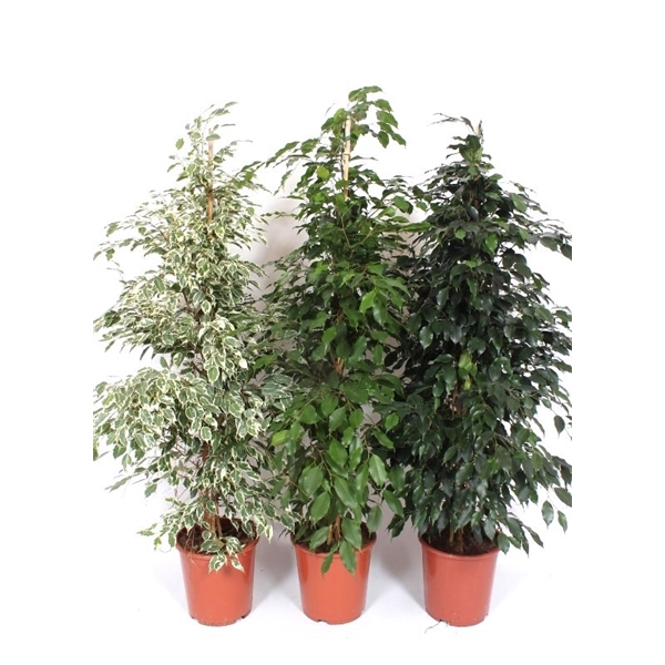 <h4>Ficus Mixkar</h4>