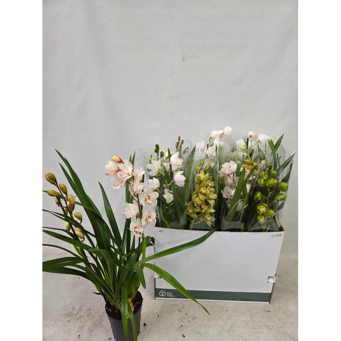 <h4>CYMB GEMENGD</h4>