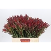 Leucadendron Saf Sunset Dark R.Spray