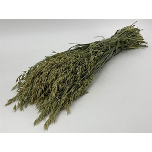 Dried Avena (haver) Natural Bunch