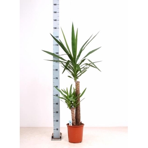 YUCCA
