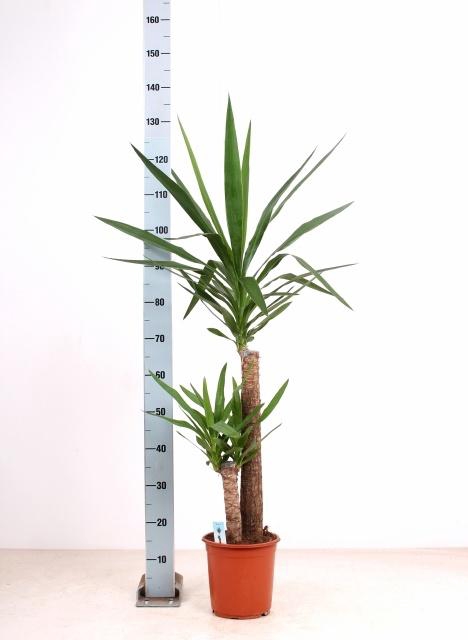 <h4>YUCCA</h4>