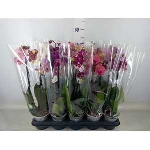 Phalaenopsis   ...