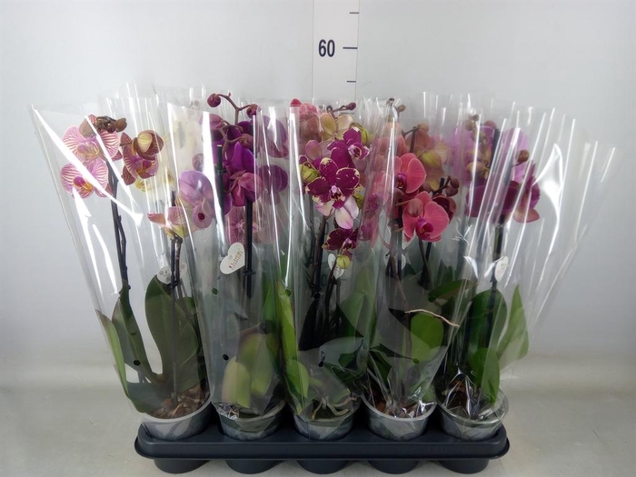 <h4>Phalaenopsis   ...</h4>