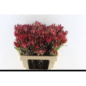 LEUCAD SAL BLUSH