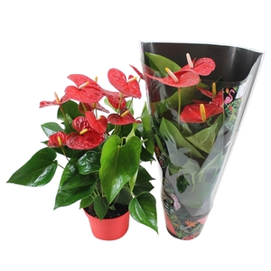 Anthurium Xl.9 Jambo Red 17cm met junglehoes