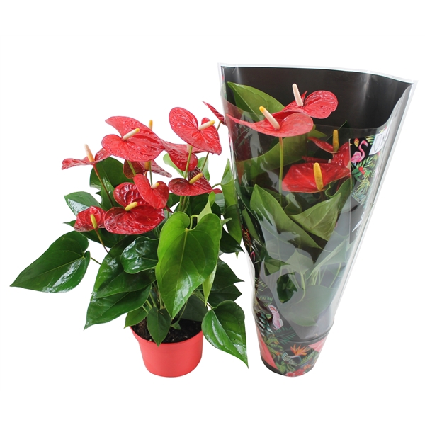 <h4>Anthurium Xl.9 Jambo Red 17cm met junglehoes</h4>