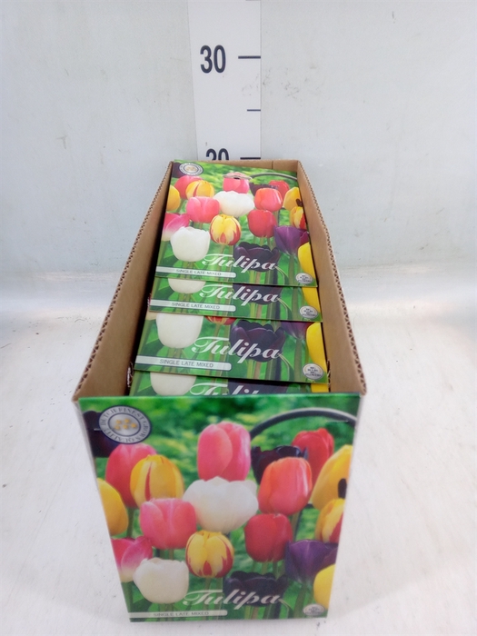 <h4>Tulipa   ...flowerbulbs</h4>