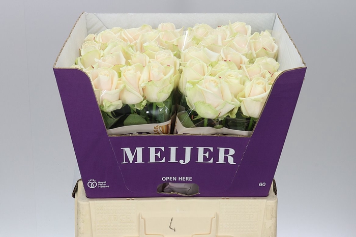<h4>Rosa Gr Dorchester</h4>