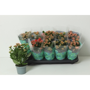 KAL GE PERF GEM 4 KL