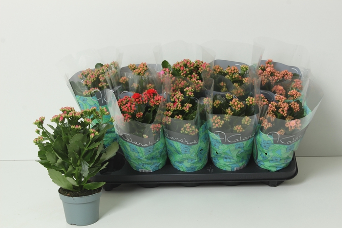 <h4>KAL GE PERF GEM 4 KL</h4>