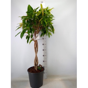 Ficus binn. 'Amstel King'